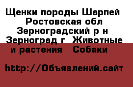 Щенки породы Шарпей  - Ростовская обл., Зерноградский р-н, Зерноград г. Животные и растения » Собаки   